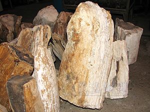 緬甸木化石,詳盡說明介紹