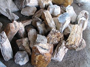 樹化石原礦,詳盡說明介紹