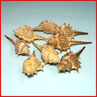 台灣骨螺(8顆裝)
