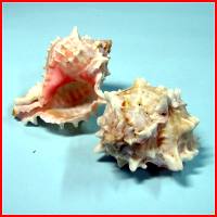 紅骨螺(2顆裝),詳盡說明介紹