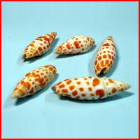 紅鯉魚鉛筆螺(5顆裝),詳盡說明介紹