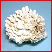 珊瑚海渠貝(1顆裝),詳盡說明介紹