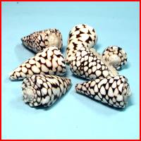 蛇皮芋螺(7顆裝),詳盡說明介紹