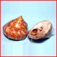 紅皮翁蠑螺(1顆裝),詳盡說明介紹