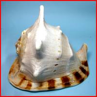 皇冠螺(1顆裝),詳盡說明介紹