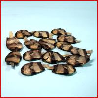 熱帶魚干(15入)
