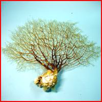 黃金海樹,詳盡說明介紹